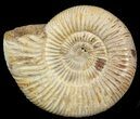 Perisphinctes Ammonite - Jurassic #46893-1